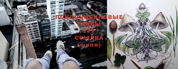 индика Елизово
